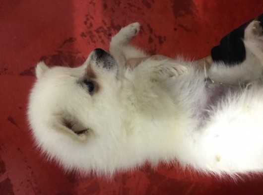 Pomeranian Spitz Büyümeyen Küçük Irk görsel