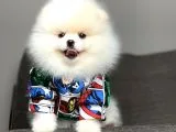 Safkan Teddy Face Pomeranian Yavru ve Yetiskinlerimiz