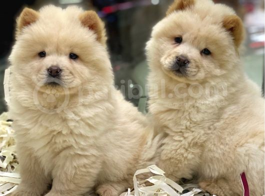 Safkan Çin Aslanı Chow Chow Yavrularımız görsel