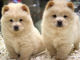 Safkan Çin Aslanı Chow Chow Yavrularımız
