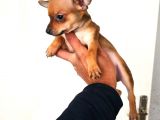Sıfır Numara Şivava Yavrular