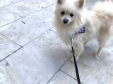 Pomeranian Spitz Büyümeyen Küçük Irk