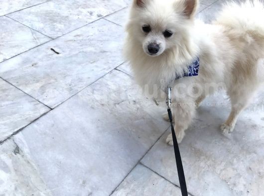 Pomeranian Spitz Büyümeyen Küçük Irk görsel
