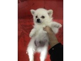 Pomeranian Spitz Büyümeyen Küçük Irk