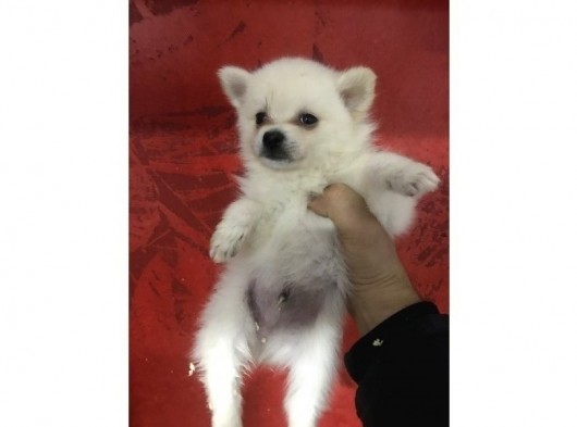 Pomeranian Spitz Büyümeyen Küçük Irk görsel
