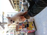 Pomeranian Spitz Büyümeyen Küçük Irk