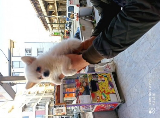 Pomeranian Spitz Büyümeyen Küçük Irk görsel