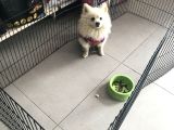 Pomeranian Spitz Büyümeyen Küçük Irk