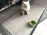 Pomeranian Spitz Büyümeyen Küçük Irk