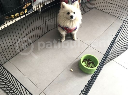 Pomeranian Spitz Büyümeyen Küçük Irk görsel