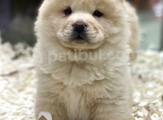 Safkan Çin Aslanı Chow Chow Yavrularımız görsel