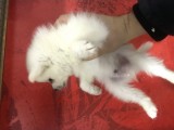 Pomeranian Spitz Büyümeyen Küçük Irk