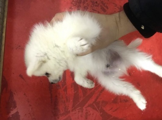 Pomeranian Spitz Büyümeyen Küçük Irk görsel