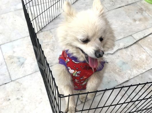 Pomeranian Spitz Büyümeyen Küçük Irk görsel