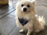 Pomeranian Spitz Büyümeyen Küçük Irk
