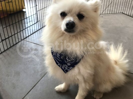 Pomeranian Spitz Büyümeyen Küçük Irk görsel