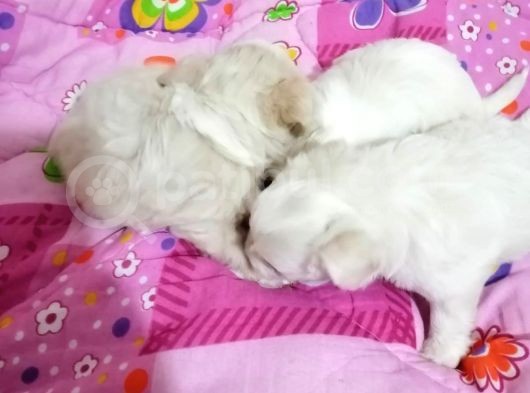 Maltese Yavrular görsel