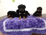 Rottweiler Yavrularımız