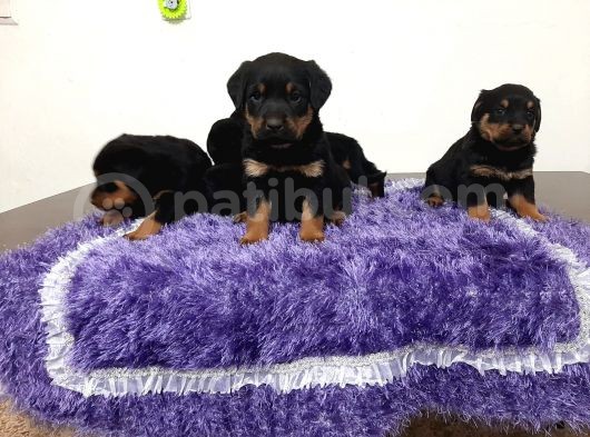 Rottweiler Yavrularımız görsel