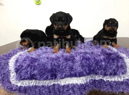 Rottweiler Yavrularımız