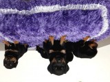 A Kalite Rottweiler Yavrularımız