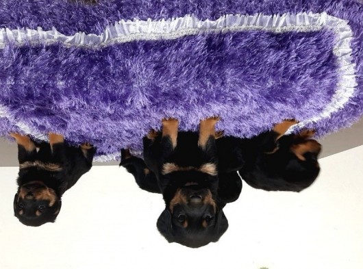 A Kalite Rottweiler Yavrularımız görsel