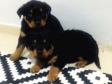 A Kalite Rottweiler Yavrularımız