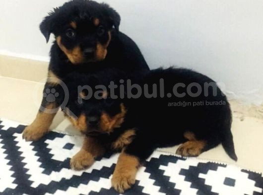 A Kalite Rottweiler Yavrularımız görsel