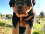 A Kalite Rottweiler Yavrularımız