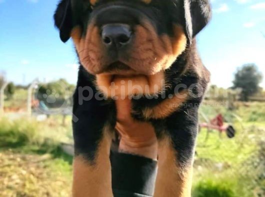 A Kalite Rottweiler Yavrularımız görsel