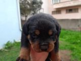 A Kalite Rottweiler Yavrularımız