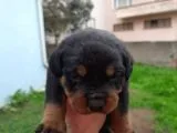 A Kalite Rottweiler Yavrularımız