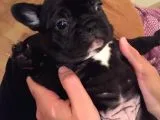 French Buldog Yavrularımız