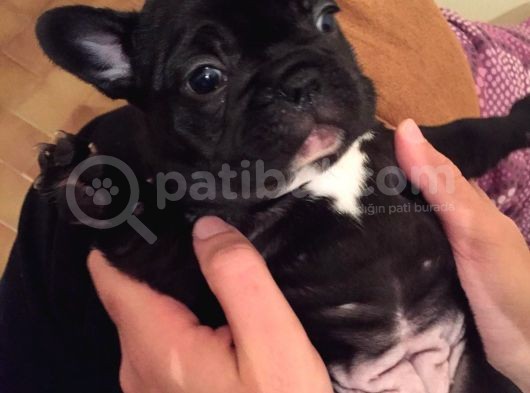French Buldog Yavrularımız görsel