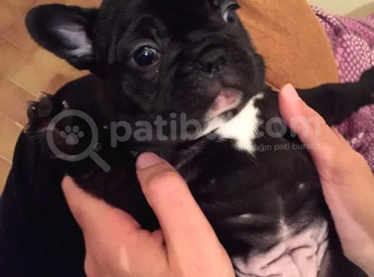 French Buldog Yavrularımız