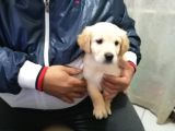 Golden Rotweiller Dişi Yavru