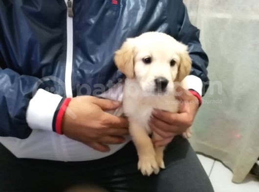 Golden Rotweiller Dişi Yavru görsel