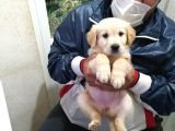 Golden Rotweiller Dişi Yavru