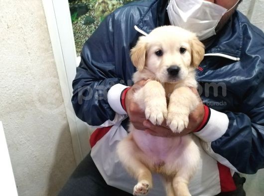 Golden Rotweiller Dişi Yavru görsel