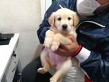 Golden Rotweiller Dişi Yavru