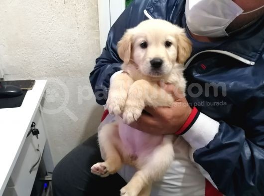 Golden Rotweiller Dişi Yavru görsel