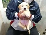 Golden Rotweiller Dişi Yavru