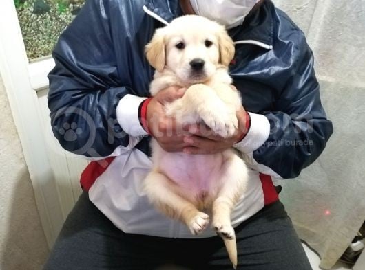 Golden Rotweiller Dişi Yavru görsel