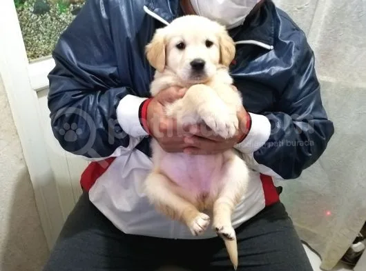 Golden Rotweiller Dişi Yavru