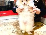 Orj. Teddybear Pomerian Bebeklerimiz -