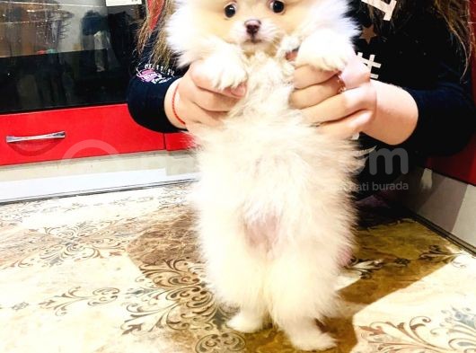 Orj. Teddybear Pomerian Bebeklerimiz - görsel