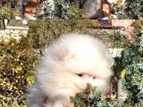 Orj. Teddybear Pomerian Bebeklerimiz -