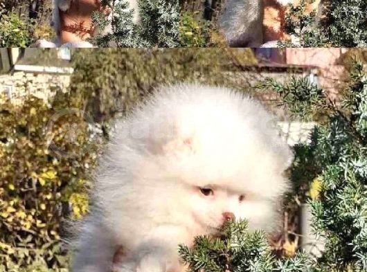 Orj. Teddybear Pomerian Bebeklerimiz - görsel