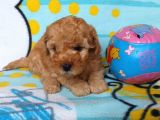 Orj. Babyface Toy Poodle Bebeklerimiz -
