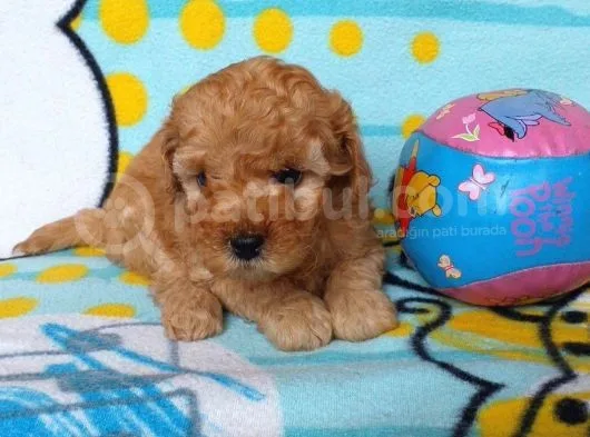Orj. Babyface Toy Poodle Bebeklerimiz -